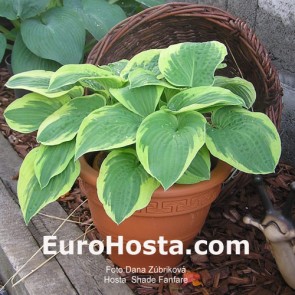 Hosta Shade Fanfare - Eurohosta