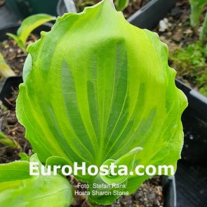 Hosta Sharon Stone