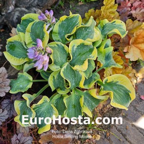 Hosta Smiling Mouse