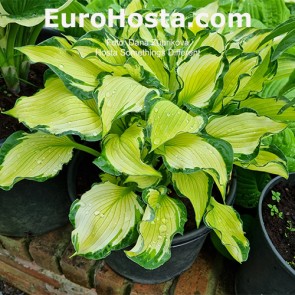 Hosta Something Different - Eurohosta