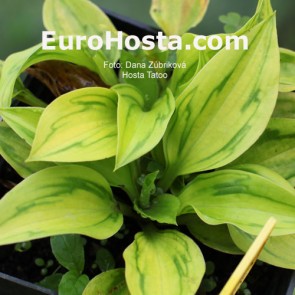 Hosta Tattoo - Eurohosta