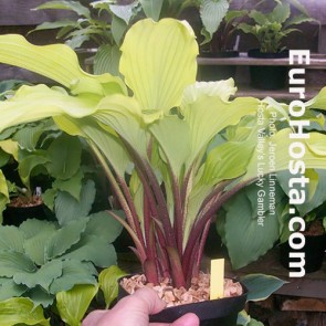 Hosta Valley's Bluegrass