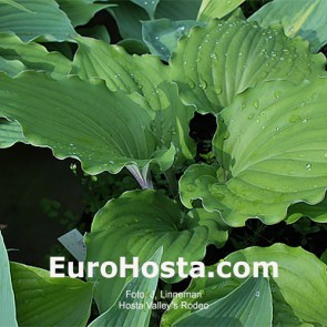 Hosta Valley's Rodeo