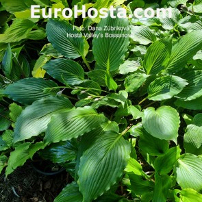 Hosta Valley's Bossanova