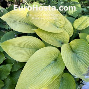 Hosta Valley's Bronze Stature