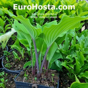 Hosta Valley’s Catwalk