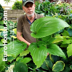 Hosta Valley’s Glossy Veins