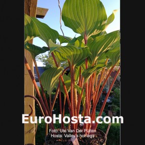 Hosta Valley's hot legs