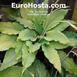 Hosta Valley`s Matador