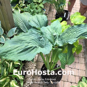 Hosta Valley's Salty Crocodile