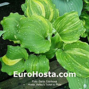 Hosta Valley's Ticket to Ride