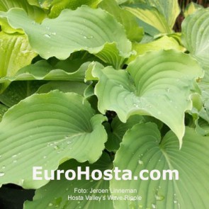 Hosta Valley's Wave Ripple