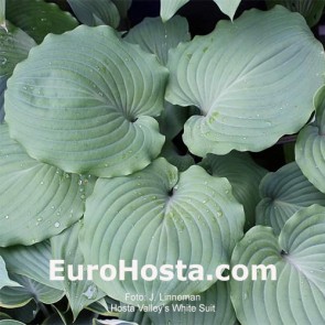 Hosta Valley's White Suit