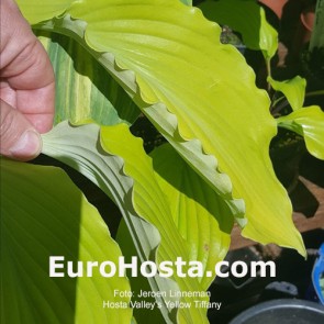 Hosta alley's Yellow Tiffany