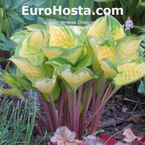 Hosta Volcano Island - Eurohosta