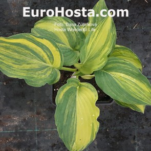 Hosta Wonderful Life