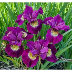 iris sibirica Sultan's Ruby