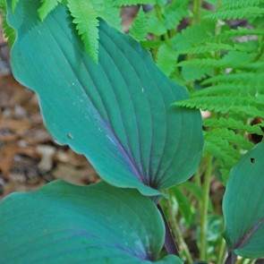 Hosta Jack Berry