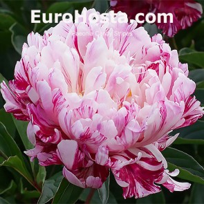 Paeonia Candy Stripes