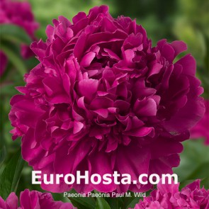 Paeonia Paul M. Wild