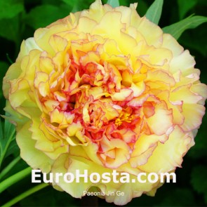 Paeonia Jin Ge
