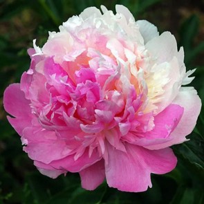 Paeonia Mister Ed 