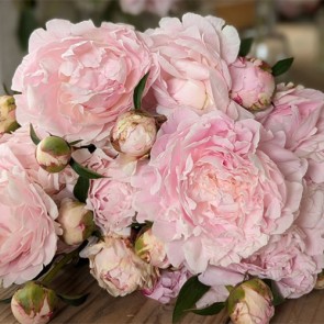 Paeonia Myrtle Gentry