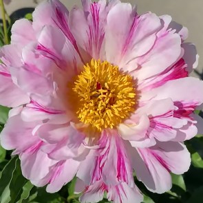 Peony Pink Luau