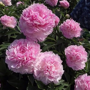 peony Pink Giant