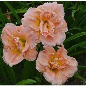 Hemerocallis Pink Madonna