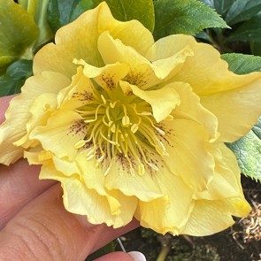 Helleborus orientalis Double Ellen Yellow