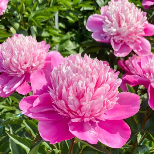 Pivoňka Patio Peony™ Oslo