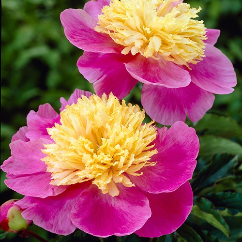 Pivoňka Patio Peony™ Oslo