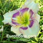 Hemerocallis Morning Spirit