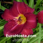 Hemerocallis Charles Johnston 