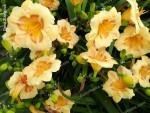 Hemerocallis Dorka