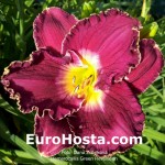 Hemerocallis Green Revolution