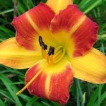 Hemerocallis Johny Come Lately