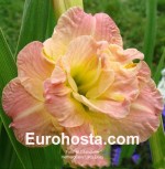 Hemerocallis Lacy Doily