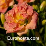 Hemerocallis Lacy Doily - Eurohosta