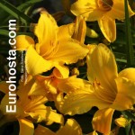 Hemerocallis Mary Tood - Eurohosta
