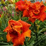Hemerocallis Moses Fire