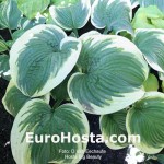 Hosta Big Beauty