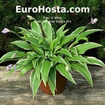 Hosta Bohemia Doug's Dirk
