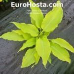 Hosta Buffalo Golden Warrior