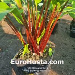 Hosta Buffalo Grassland Girl