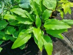 Hosta Buffalo Grassland Girl