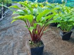 Hosta Buffalo Grassland Charm