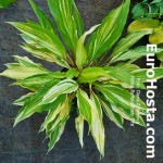 Hosta Buffalo Misty Fire