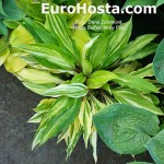 Hosta Buffalo Misty Fire
